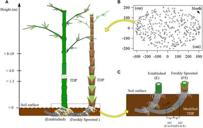 Water Transfer Between Bamboo Culms in the Period of Sprouting